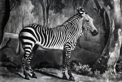 The Sebra, or Wild Ass, engraved by George Townley Stubbs, 1771 by George Stubbs